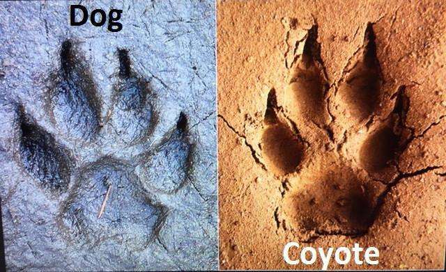 Dog Coyote2.jpg